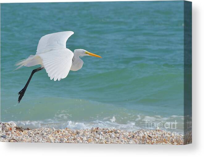 Photography Canvas Print featuring the photograph Cruising the Shore by Susan Smith