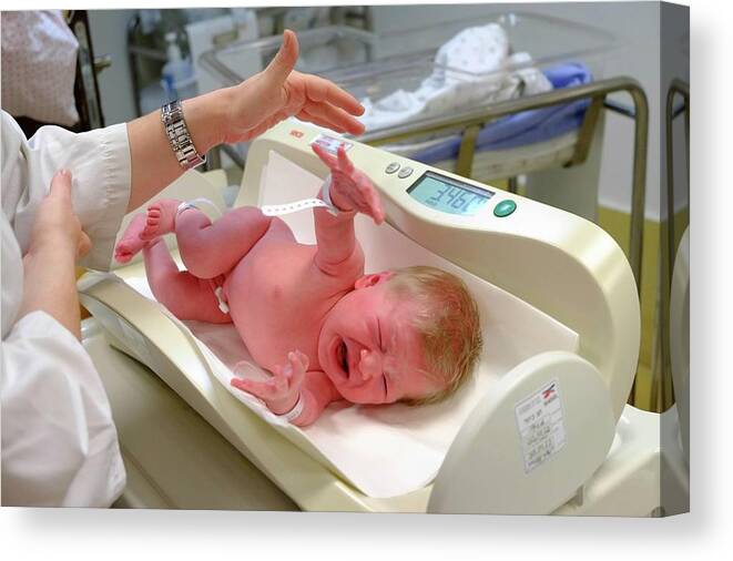 https://render.fineartamerica.com/images/rendered/default/canvas-print/10/6.5/mirror/break/images-medium-5/crying-baby-girl-is-being-weighed-photostock-israel-canvas-print.jpg