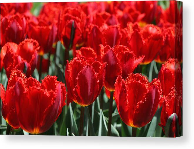 Tulip Canvas Print featuring the photograph Crystal Beauty Tulip by Allen Beatty