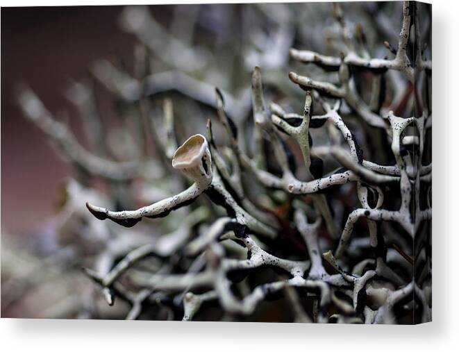Cup Lichen Canvas Print featuring the photograph Cup Lichen by Betty Depee