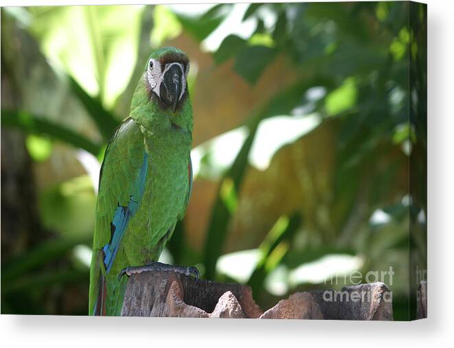 Curacao Canvas Print featuring the photograph Curacao Parrot by Living Color Photography Lorraine Lynch