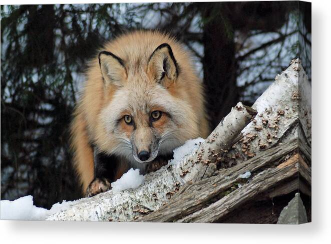 Fox Canvas Print featuring the photograph Curious Fox by Richard Bryce and Family