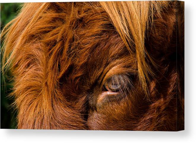 Eye Canvas Print featuring the photograph Curious Glance Of A Highland Cattle by Andreas Berthold