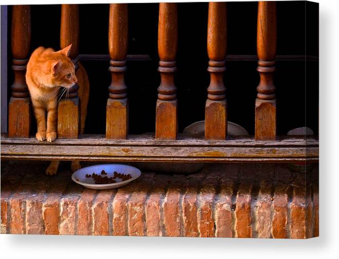 Cat Canvas Print featuring the photograph Curious Kitty by Ricardo J Ruiz de Porras
