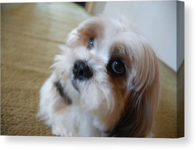 Pets Canvas Print featuring the photograph Curious Lhasa Apso looking straight into our eyes. by (c) Conrado Tramontini
