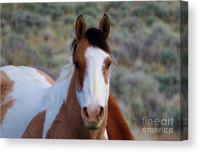 Horse Canvas Print featuring the photograph Curious by Michele Penner