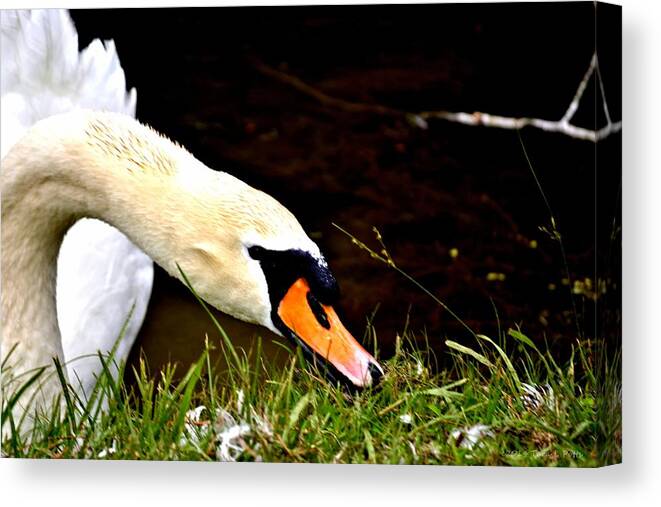 Swan Canvas Print featuring the photograph Curious Swan by Tara Potts