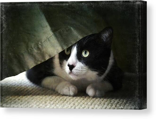 Cat Canvas Print featuring the photograph Curtain Call by Fraida Gutovich
