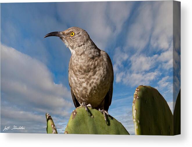 Animal Canvas Print featuring the photograph Curve-Billed Thrasher on a Prickly Pear Cactus by Jeff Goulden