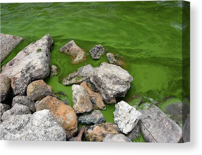 Algae Mats Canvas Print featuring the photograph Cyanobacteria On Shore Of Lake by Charles Angelo