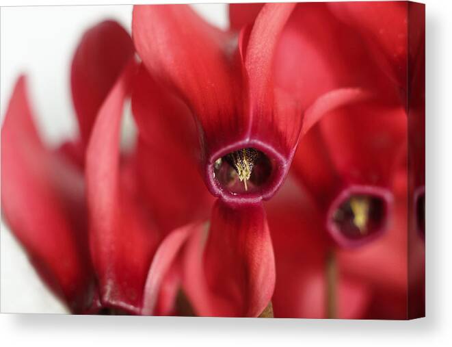 Floral Canvas Print featuring the photograph Cyclamen by David and Carol Kelly