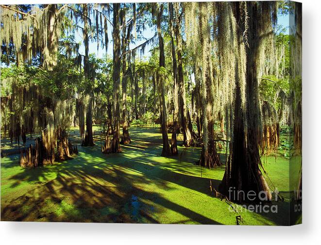 Cypress Swamp Canvas Print featuring the photograph Cypress Swamp by Gregory G. Dimijian