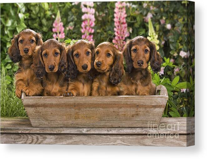 Dachshund Canvas Print featuring the photograph Dachshunds In A Flowerpot by Jean-Michel Labat