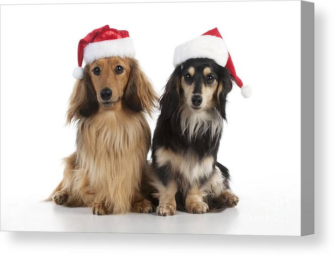Dog Canvas Print featuring the photograph Dachshunds In Christmas Hats by John Daniels