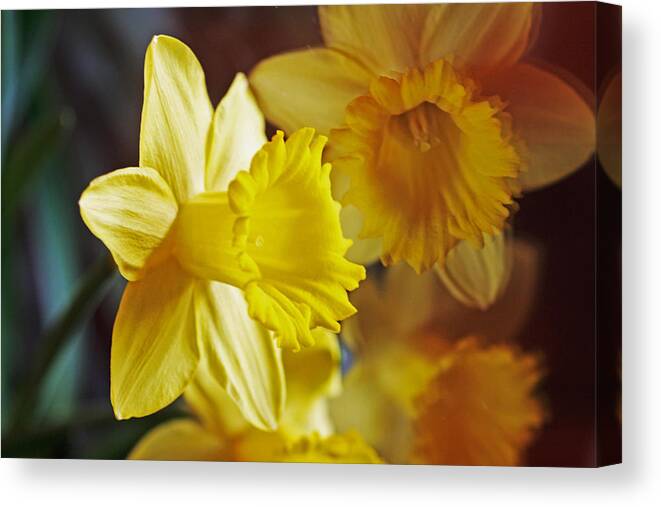 Daffodil Canvas Print featuring the photograph Daffy Reflection by Doug Norkum