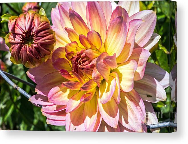 Community Garden Canvas Print featuring the photograph Dahlia by Kate Brown