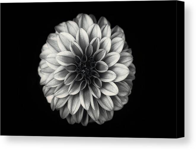 Flower Canvas Print featuring the photograph Dahlia by Lotte Gr?nkj?r