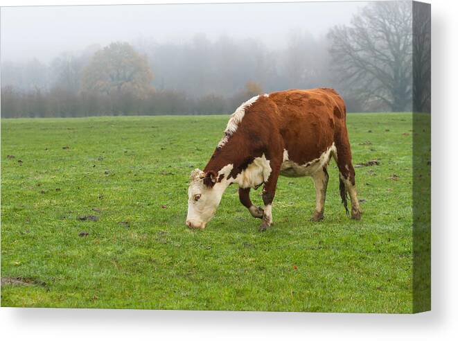 Agriculture Canvas Print featuring the photograph Dairy cows out in the morning mist by Fizzy Image