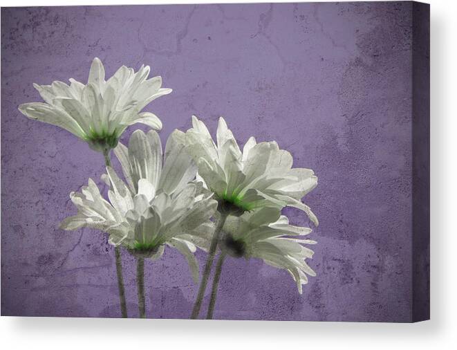 Daisies Canvas Print featuring the photograph Daisies I by Carol Erikson