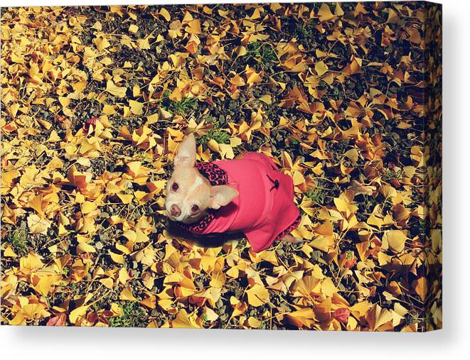 Dogs Canvas Print featuring the photograph Daisy and a Blanket of Gold by Laurie Search