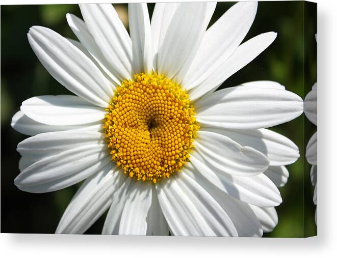 Flora Canvas Print featuring the photograph Daisy by Gerry Bates