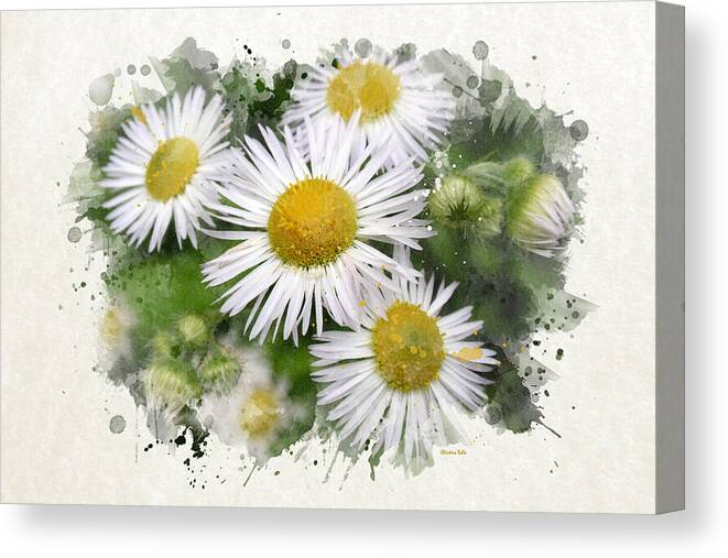 Daisy Canvas Print featuring the mixed media Daisy Watercolor Flowers by Christina Rollo