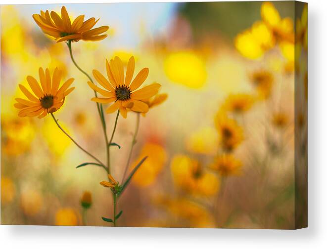 Wildflowers Canvas Print featuring the photograph Dance by Joel Olives