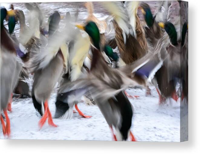 Mallards Canvas Print featuring the photograph Dancing Ducks by Holden The Moment