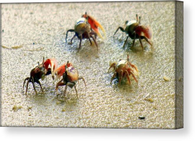 Crabs Canvas Print featuring the photograph DANCING of the FIDDLERS by Karen Wiles