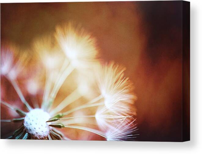 Dandelion Canvas Print featuring the photograph Dandelion - Fire by Marianna Mills
