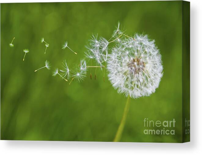 Dandelion Canvas Print featuring the photograph Dandelion in the Wind by Diane Diederich