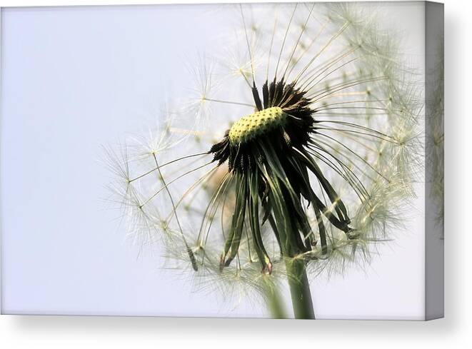 Nature Canvas Print featuring the photograph Dandelion Puff by Tracy Male