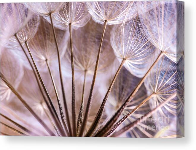 Macro Canvas Print featuring the photograph Dandelions 20 by Iris Greenwell