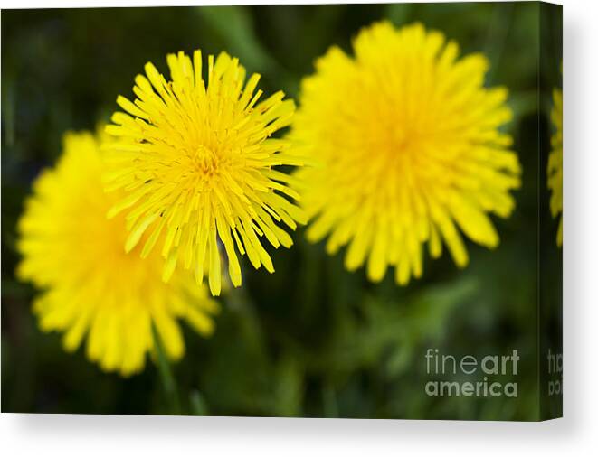 Dandelion Canvas Print featuring the photograph Dandy Lion by Patty Colabuono