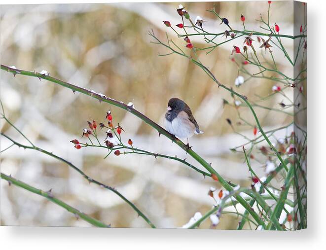 Adult Canvas Print featuring the photograph Dark-eyed Junco by Michael Russell