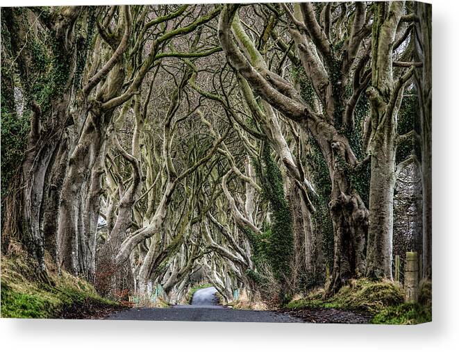 Dark Hedges Canvas Print featuring the photograph Dark Hedges by Nigel R Bell