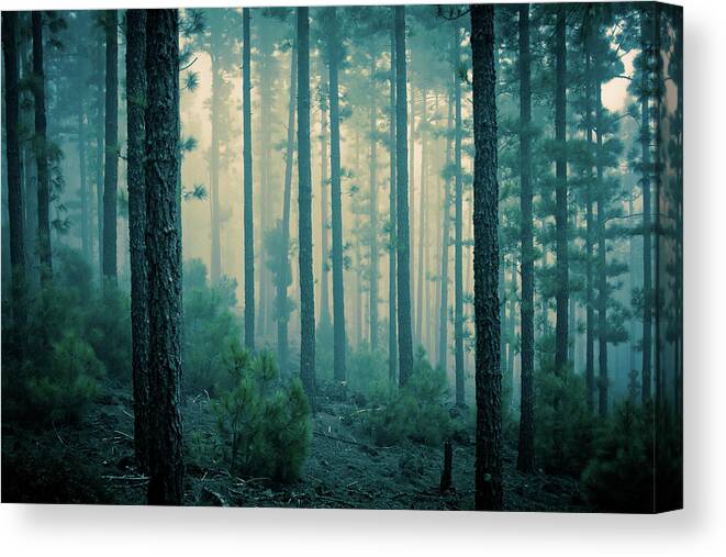 Dawn Canvas Print featuring the photograph Dark Mystery Forest In The Fog by Zodebala