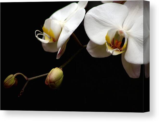 Phalaenopsis Orchid Canvas Print featuring the photograph Dark Orchid by Carol Montoya