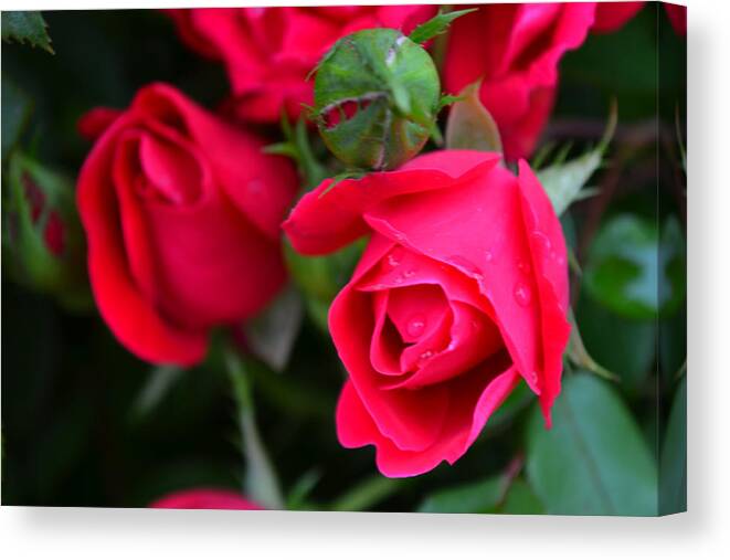 Roses Canvas Print featuring the photograph Dark Pink Roses #1 by Beth Venner