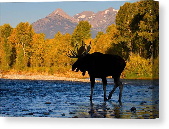 Bull Moose Canvas Print featuring the photograph Dark side Moose                by Aaron Whittemore