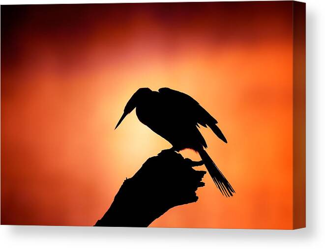 Darter Canvas Print featuring the photograph Darter silhouette with misty sunrise by Johan Swanepoel