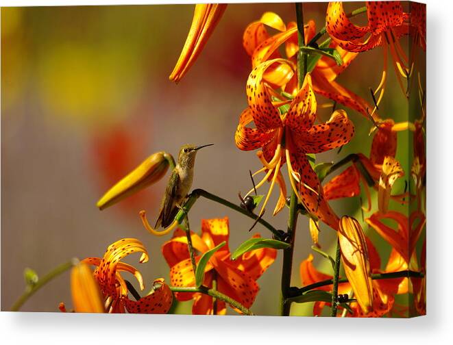 Humming Bird Canvas Print featuring the photograph Day Dreaming In The Blooms by Jeff Swan