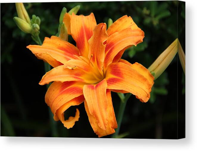 Flowers Canvas Print featuring the photograph Day Lily by Janet Greer Sammons