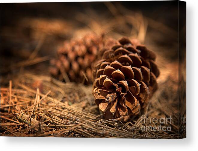 Pine Canvas Print featuring the photograph Deep in the forest by Jane Rix