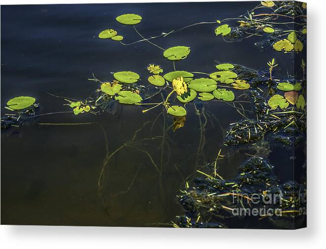 Lilly Pad Canvas Print featuring the photograph Deep Roots by Dale Powell