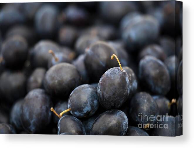 Autumn Canvas Print featuring the photograph Deeply Damson by Anne Gilbert