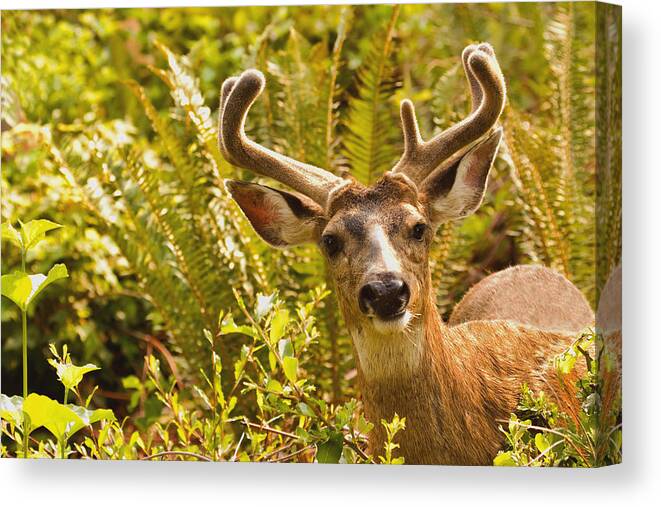Deer Canvas Print featuring the photograph Deer Buck in Velvet by Peggy Collins