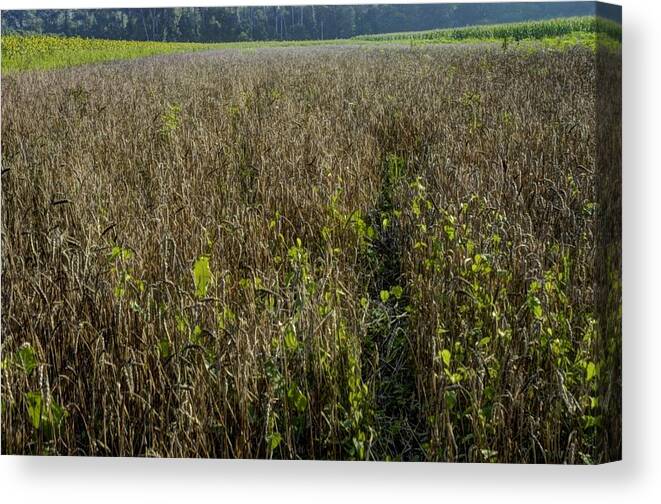 Brandywine Island Canvas Print featuring the photograph Deer Crops by DArcy Evans