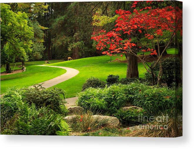 Deer Canvas Print featuring the photograph Deer In Lithia Park by James Eddy