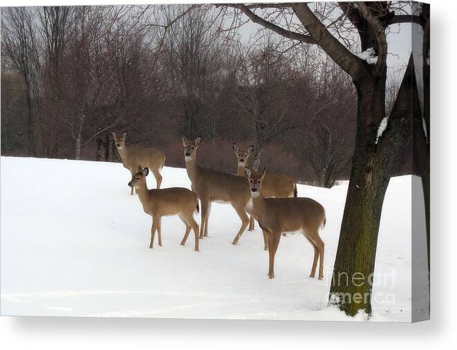 Nature Deer Canvas Print featuring the photograph Deer Photography - Michigan Deer Herd Winter Snow Landscape by Kathy Fornal